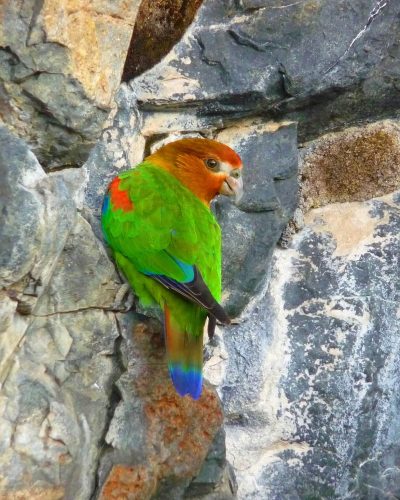 Loro multicolor -Hapalopsittaca amazonina- RUSTY FACED PARROT- reserva colibri del sol - conteo de loros en comederos s